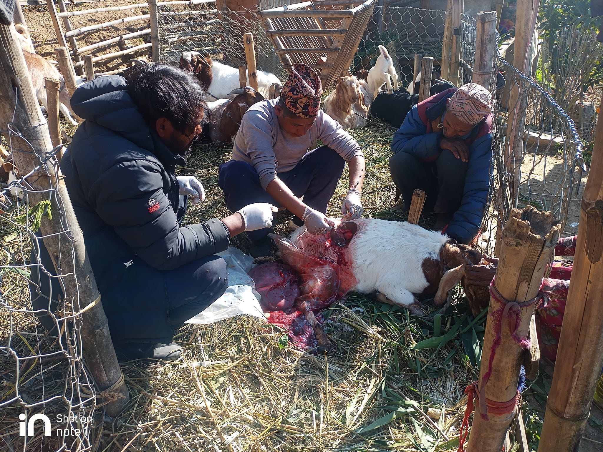 यसरी गरियो बाख्राको अप्रेशन