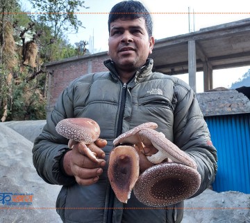 सिताके च्याउ उत्पादनमा केसी