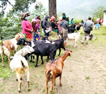 रूकुम पश्चिमबाट एक वर्षमा १८ करोड बढीको पशु तथा कृषि उपज निर्यात 