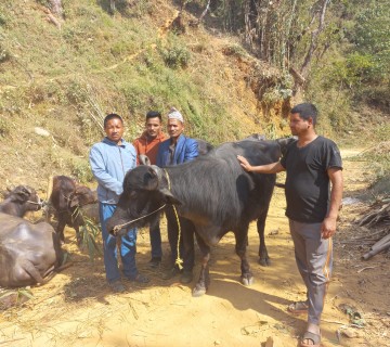 त्रिवेणी ६ का किसानलाई मुर्रा भैंसी