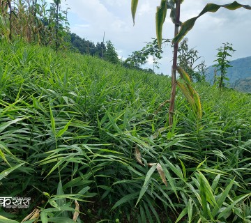 अदुवा र वेसार उत्पादनमा मुसिकोटले अनुदान दिने 