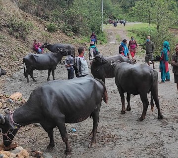 पाँच पालिकामा २ सय भैंसी, ६ सय बाख्रा र १२ बोका वितरण