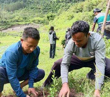 कमलदह परिसरमा सय अनार र ५० कागतीका विरुवा