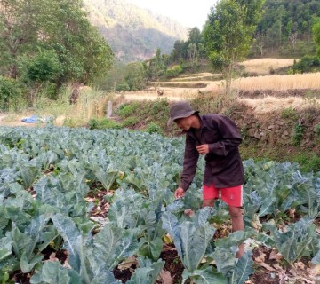 उत्पादित कृषि उपजले बजार नपाउँदा किसान चिन्तित