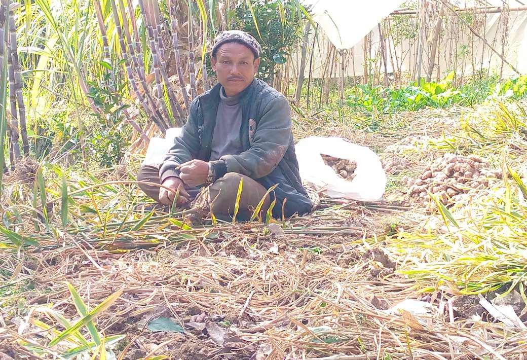 त्रिवेणी गाउँपालिकाबाट झण्डै ६ करोड रुपैयाँको अदुवा बिक्री