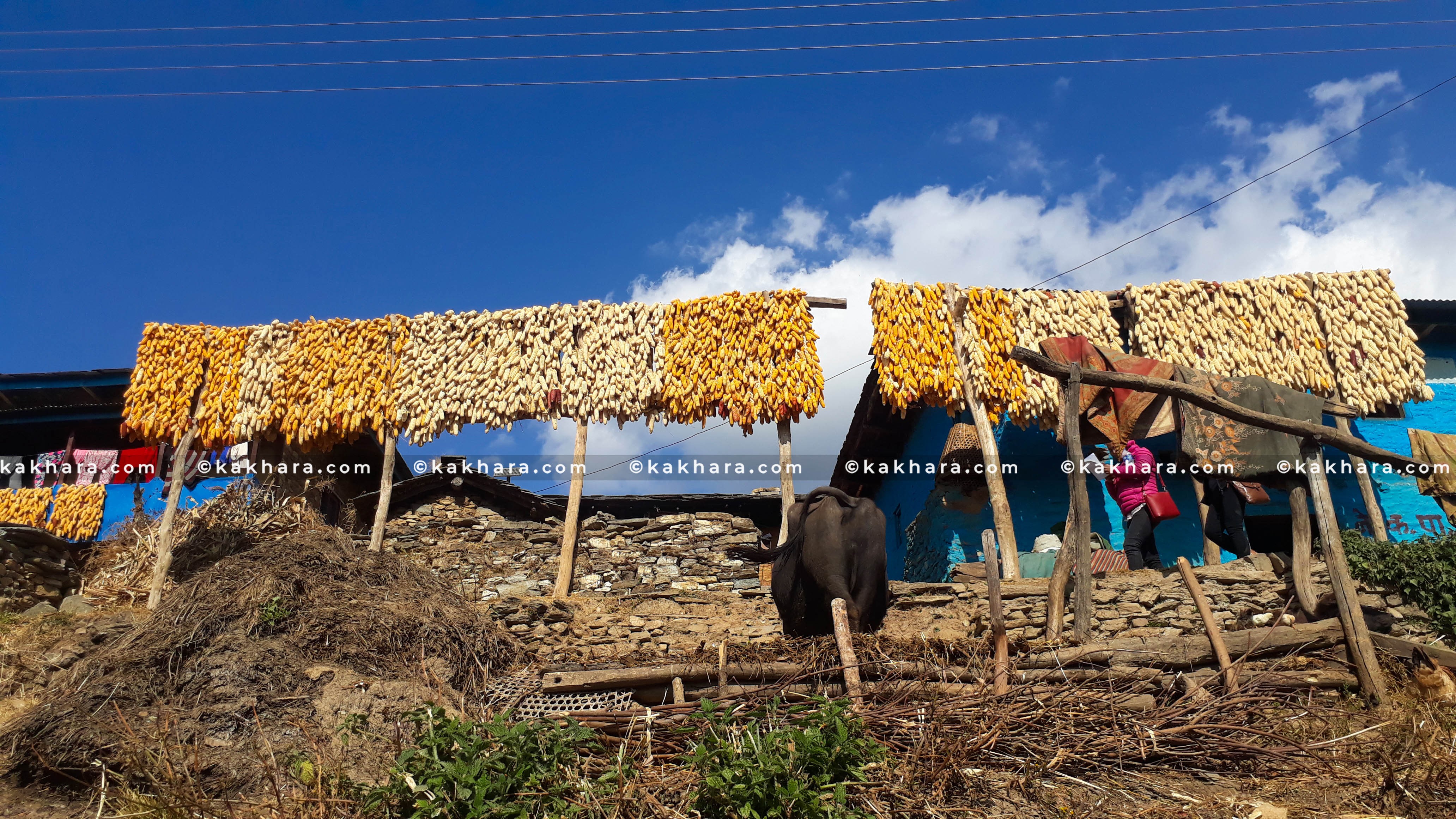 makai-rukum-east-bhandaran-(1)-1735638899.jpg