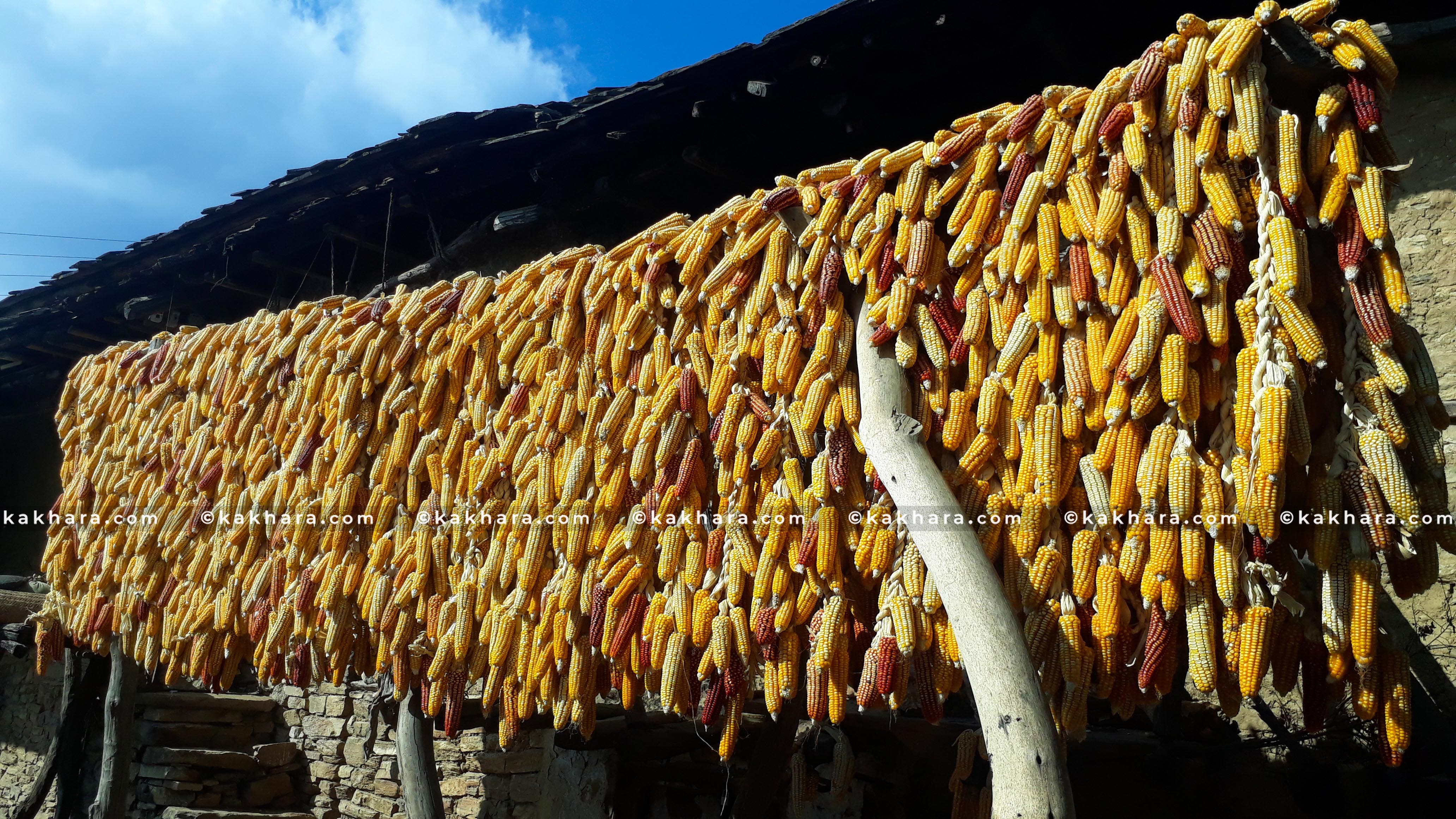 makai-rukum-east-bhandaran-(2)-1735638899.jpg